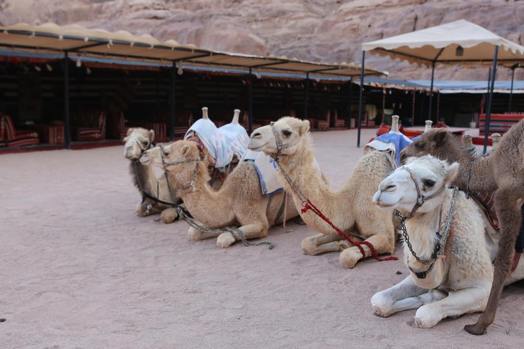 מלון וואדי רם Sun City Camp מראה חיצוני תמונה